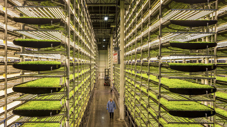 Turn Africa&rsquo;s cities into vertical farms&nbsp; | Revue de presse - Club DEMETER | Scoop.it