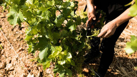 Sécheresse dans les Pyrénées-Orientales : des vignerons obligés de sacrifier une partie de leur récolte | Perte Infrastructures-Fournisseur | Scoop.it