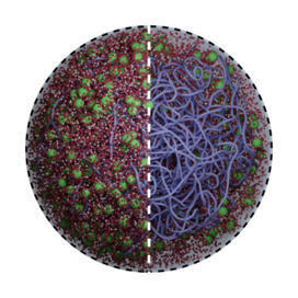 Abundant positively-charged proteins underlie JCVI-Syn3A&rsquo;s expanded nucleoid and ribosome distribution | PLOS | RMH | Scoop.it