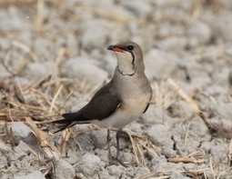 Publication du rapport Glaréoles 2016 | Tour du Valat | Camargue Nature | Scoop.it