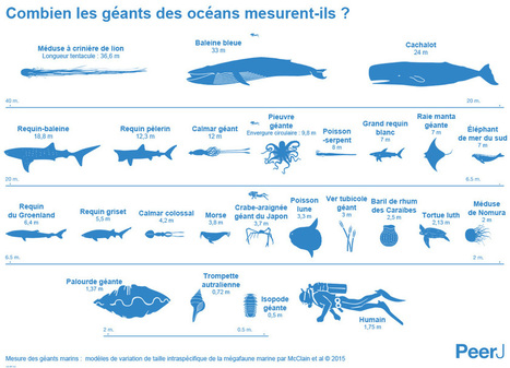 INFOGRAPHIE. Quelle est la taille réelle des géants marins ? | Zones humides - Ramsar - Océans | Scoop.it