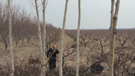 Are 'Water Wars' imminent in Central Asia? | Stage 4 Water in the World | Scoop.it