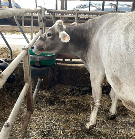 Abreuvement : Les vaches taries sont souvent mal loties ! | SCIENCES DE L' ANIMAL | Scoop.it