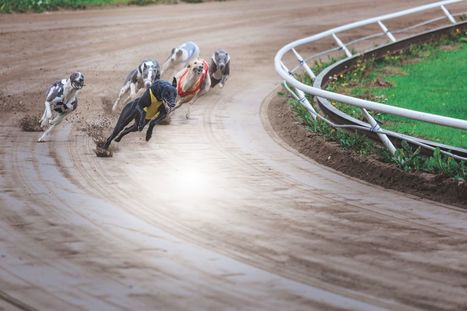 Final Greyhound Racing Season Starts Friday | Greyhound Racing | Scoop.it