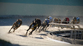 Cocaine gives Greyhound racing a black eye | Greyhound Racing | Scoop.it