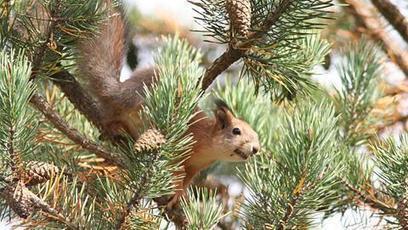 Luonto | 1Ei lakastunut lehti | Scoop.it