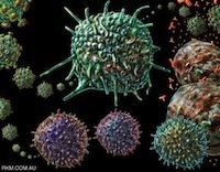 Gag-Specific Cellular Immunity Determines In Vitro Viral Inhibition and In Vivo Virologic Control following Simian Immunodeficiency Virus Challenges of Vaccinated Rhesus Monkeys | Virology News | Scoop.it