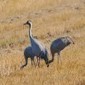 Balade naturaliste en Camargue Gardoise - LPO PACA | Camargue Nature | Scoop.it