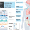 Mucosal Immunity