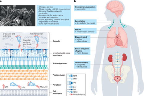 Mycobacterium tuberculosis biology, pathogenicity and interaction with the host | Nature Reviews Microbiology | Mucosal Immunity | Scoop.it