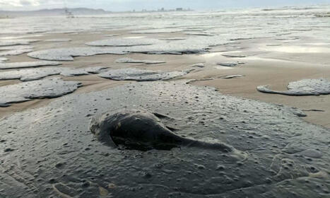 Dead Dolphins on Russian Beaches as Black Sea Oil Disaster Escalates - EU Reporter / le 18.06.2025 | Pollution accidentelle des eaux (+ déchets plastiques) | Scoop.it