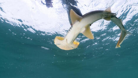 DNA in seawater reveals lost hammerhead sharks | Soggy Science | Scoop.it