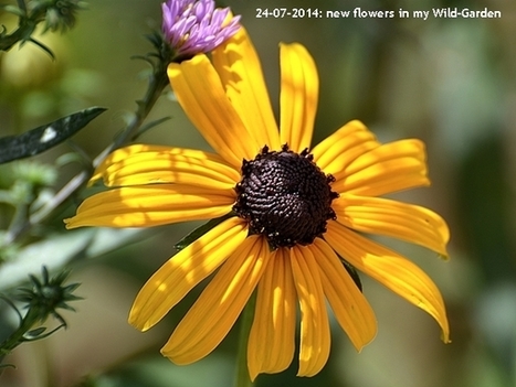 Gardening: The Wild-Garden | Names Of The Flowers | Rudbeckia hirta | Black-eyed Susan | Hobby, LifeStyle and much more... (multilingual: EN, FR, DE) | Scoop.it