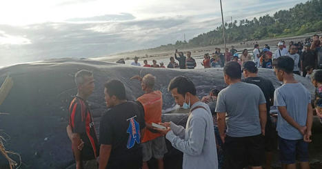 Un troisième grand cétacé retrouvé mort échoué sur une plage de Bali | Monde | rushes infos | Scoop.it