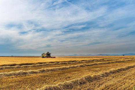 La TUNISE va recevoir un prêt 300 millions de $ de la Banque mondiale pour faire face à l’urgence de la sécurité alimentaire dans la filière céréalière  | CIHEAM Press Review | Scoop.it