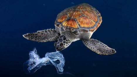 Plastic Pollution | Galapagos | Scoop.it
