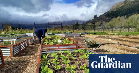 How a South African town cleaned up its polluted river using stones, wood and sand | Global development | The Guardian | Biology resources for teachers | Scoop.it