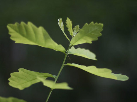 40 % du bois mis sur le marché en France est fourni par l’ONF | GREENEYES | Scoop.it