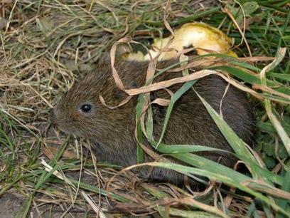 Le campagnol amphibie, espèce à protéger ! | Biodiversité | Scoop.it