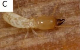 Les termites (Partie 1) : Biologie | EntomoScience | Scoop.it