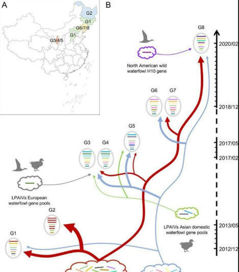 H10Nx Avian Influenza Viruses Detected in Wild Birds in China Pose Potential Threat to Mammals | Virology News | Scoop.it