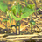 Cornell Conservation Agriculture Group (soilhealth.org)