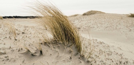 PLANTE. L'oyat, l'accroche-dune | Biodiversité | Scoop.it