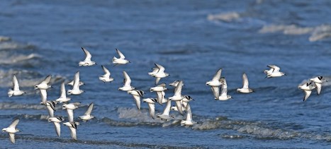 Journée mondiale des oiseaux migrateurs 2021 : chanter, voler, planer - comme un oiseau ! | Histoires Naturelles | Scoop.it