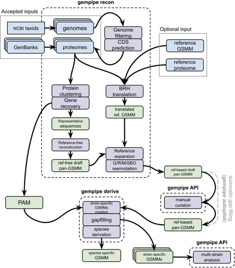 Gempipe: a tool for drafting, curating, and analyzing pan and multi-strain genome-scale metabolic models | mSys | RMH | Scoop.it