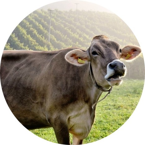 Les vaches transpirent-elles ? Zoom sur les glandes sudoripares de nos bovins préférés | Lait de Normandie... et d'ailleurs | Scoop.it