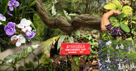 Powerful Ayahuasca Plant Allies: The Shaman's Treasure Chest | Ayahuasca News | Scoop.it