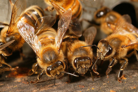 Bee Week 2013 : Semaine européenne de l'abeille et de la pollinisation | Variétés entomologiques | Scoop.it