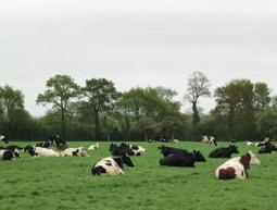 Grands troupeaux : Avez-vous pensé au pâturage en lots? - Actualité 10-06-2013 - REUSSIR LAIT | SCIENCES DE L' ANIMAL | Scoop.it