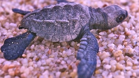 Awful Tourists Turned Away Nesting Sea Turtles in Costa Rica | Sandy Beach Ecology & Management | Scoop.it