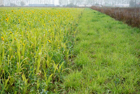 Biodiversité agricole et changement climatique : la végétation des bordures de champs a déjà évolué en 10 ans | INRAE | Changement climatique & Biodiversité | Scoop.it