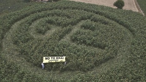 Funding freeze adds to Greenpeace&rsquo;s woes as more states okay GM trials | The Asian Food Gazette. | Scoop.it