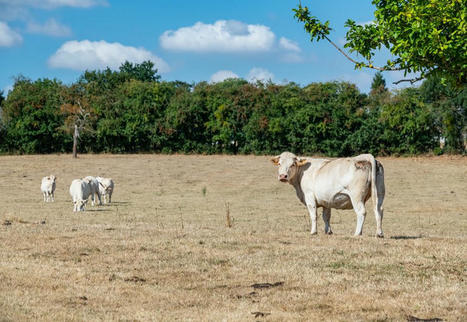Fourragères : le changement climatique modifie les pratiques | Actualités de l'élevage | Scoop.it