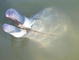 New species of river dolphin threatened by Amazon Dam construction | RAINFOREST EXPLORER | Scoop.it