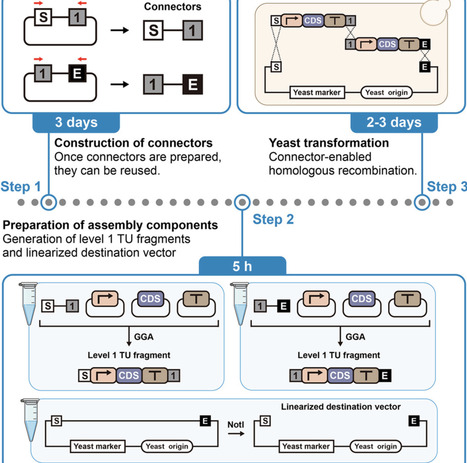 Protocol for connector-enabled multigene pathway assembly using Golden Gate Assembly and yeast recombination | RMH | Scoop.it