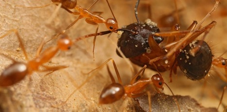 Des chercheurs mettent au point une méthode pour détecter les espèces envahissantes | EntomoNews | Scoop.it