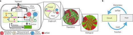 An integrative circuit&ndash;host modelling framework for predicting synthetic gene network behaviours | RMH | Scoop.it