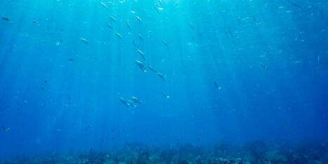 L’acidification des océans, septième « limite planétaire » franchie sur neuf, selon les experts | Biodiversité | Scoop.it