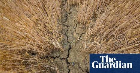 Benefits to farmers of global heating outweighed by losses, says report | Environment | The Guardian | International Economics: IB Economics | Scoop.it