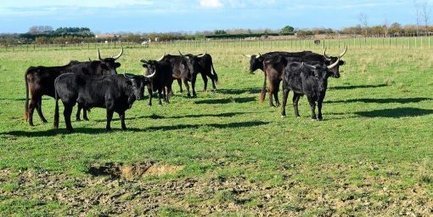Le parc de Camargue valorise le savoir-faire des producteurs | Camargue Nature | Scoop.it