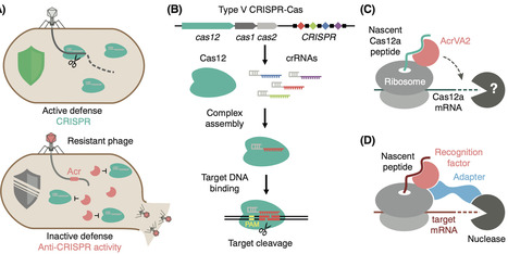 Nascent peptides emerge as regulators of mRNA stability | tin | RMH | Scoop.it