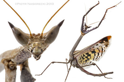 Mozambique Diary: The Cat mantis / Journal du Mozambique : la mante-chat | Insect Archive | Scoop.it