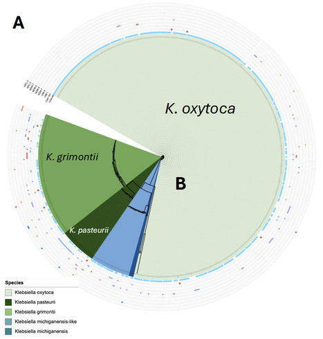 Klebsiella oxytoca complex productrices de carbap&eacute;n&egrave;mases en France (2017&ndash;2023) : &eacute;pid&eacute;miologie mol&eacute;culaire, virulence et formation de biofilm | Life Sciences Universit&eacute; Paris-Saclay | Scoop.it