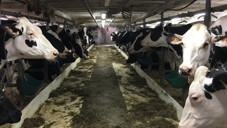 U.S. to present dairy demands at next round of NAFTA talks | L'ECHO DEMETER | Scoop.it