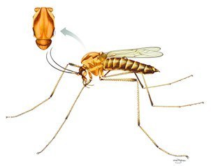 Variedad de mosquito indica la pureza del agua - El Universal - Ciencia | Activismo en la RED | Scoop.it