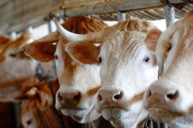 Qualité Chalosse (40) | La Gazette des abattoirs | Scoop.it